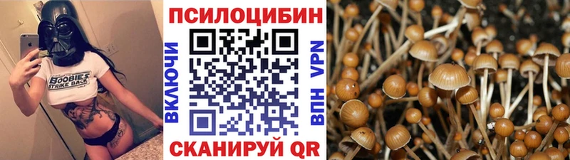 Псилоцибиновые грибы Cubensis  shop телеграм  Севск 